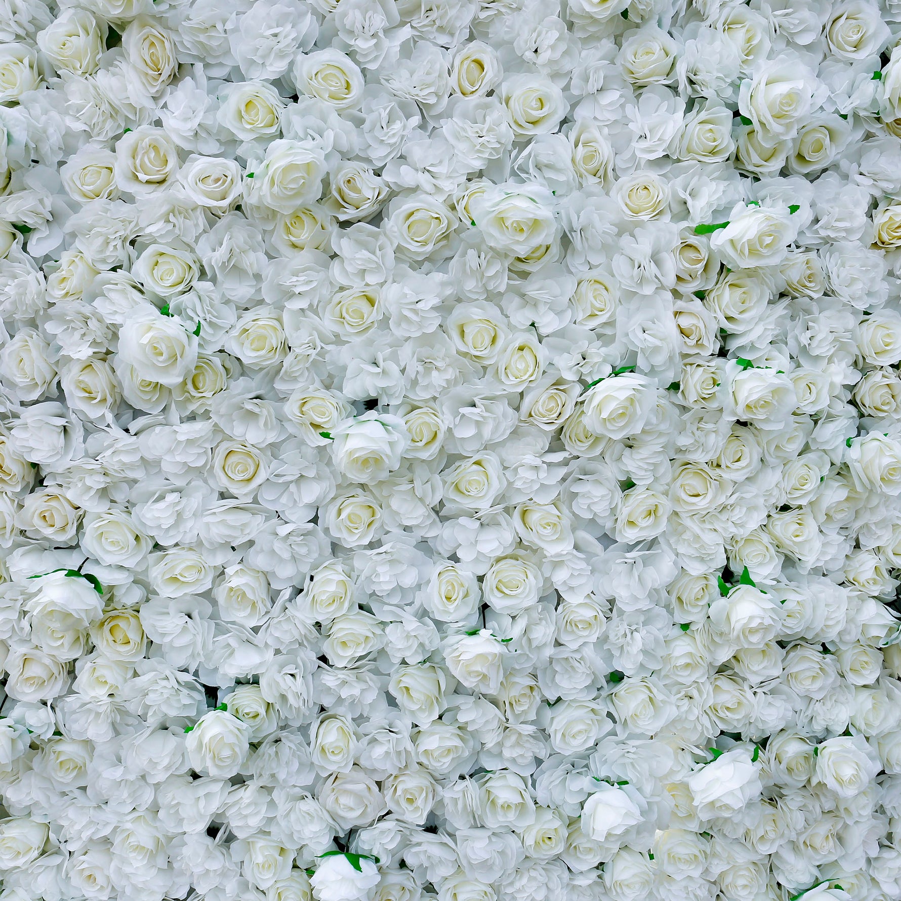 Aliflowers 3D White Pure Rose Flower Wall ALFWL056 - Ali Flowers