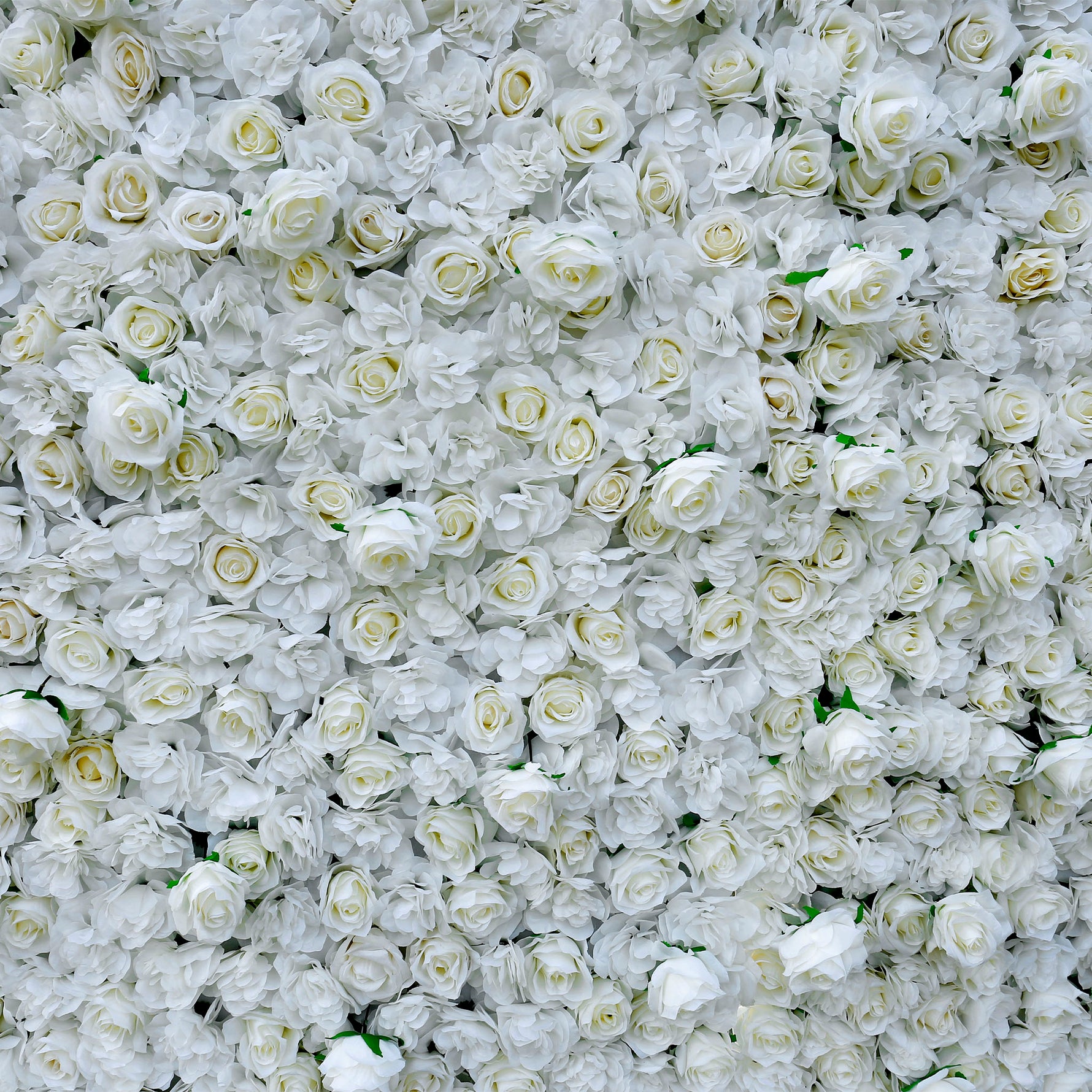 Aliflowers 3D White Pure Rose Flower Wall ALFWL056 - Ali Flowers