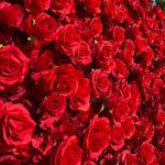 Aliflowers 5D Scarlet Red Rose Cloth Rolling Up Flower Wall ALFWL027 - Ali Flowers