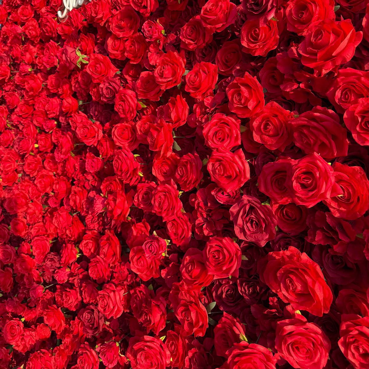 Aliflowers 5D Scarlet Red Rose Cloth Rolling Up Flower Wall ALFWL027 - Ali Flowers