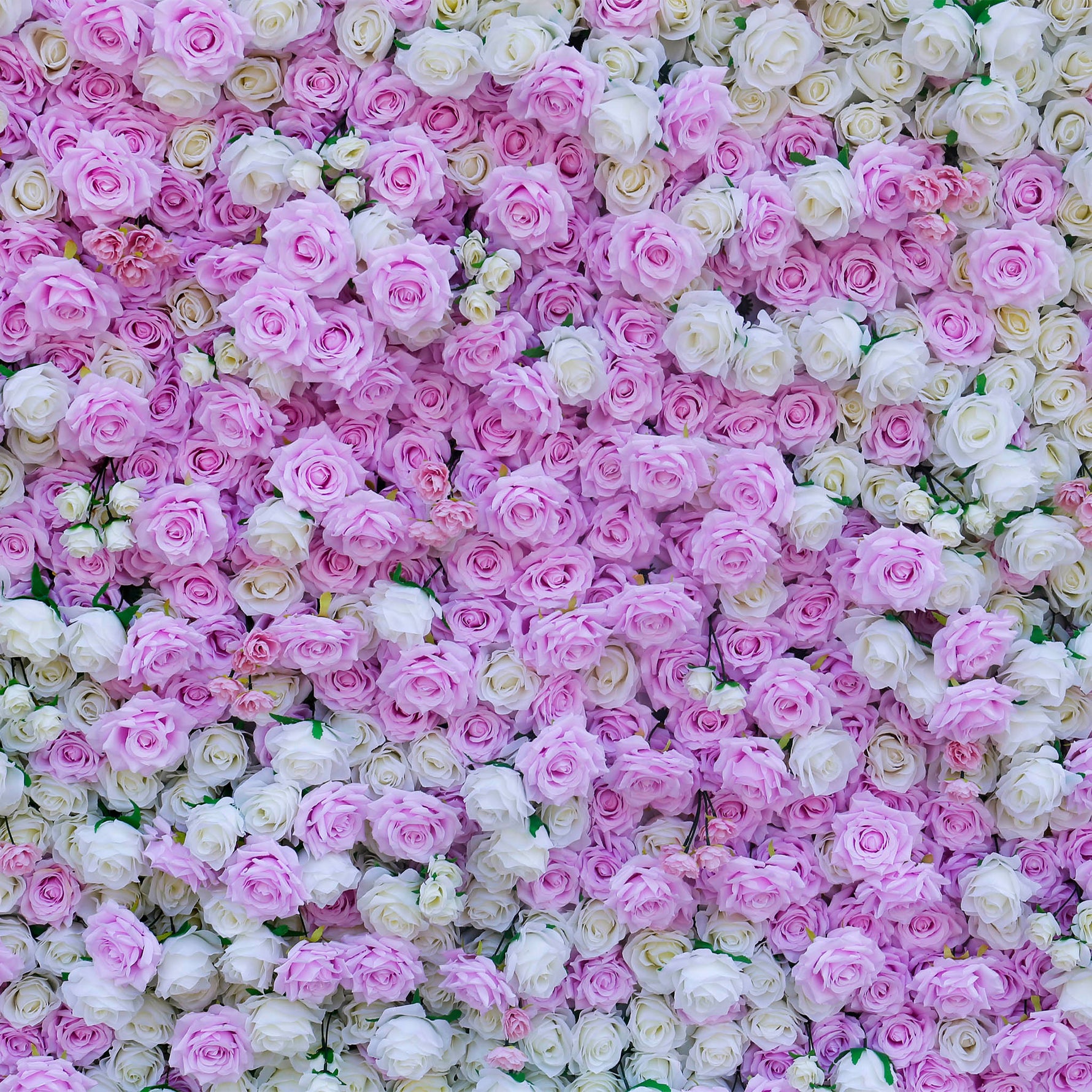 Aliflowers Pink White Colour mixture Rose Wall of flowers ALFWL058 - Ali Flowers