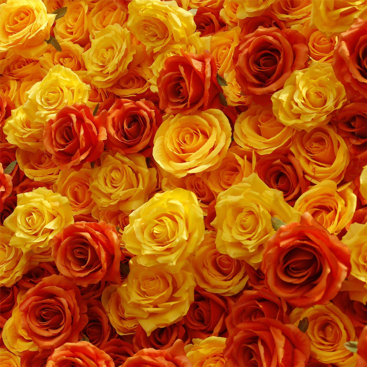 Aliflowers 5D Gradient Rose Orange to Red Sunset Flower Walls ALFWL121 - Ali Flowers