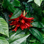 Synthetic Artificial Plant Vertical Garden Decoration Grass Wall Backdrop ALFWL143 - Ali Flowers